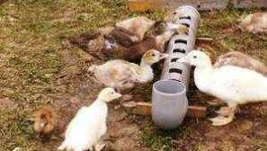 Как да направим пиене за патета и гъска със собствените си ръце